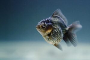 tsutayaの返却がされているか確認する方法は？